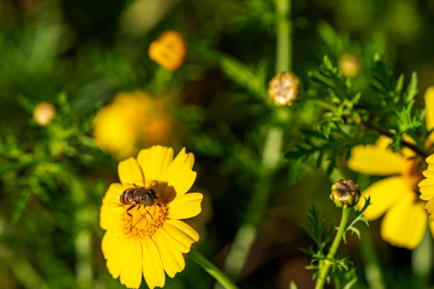 istock the bee is gathering pollens from yellow flowers 1221726933
