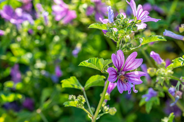 istock the bee is gathering pollens from purple flowers 1221727797