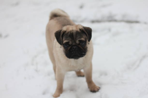 istock Cute pug in the snow 1221727888