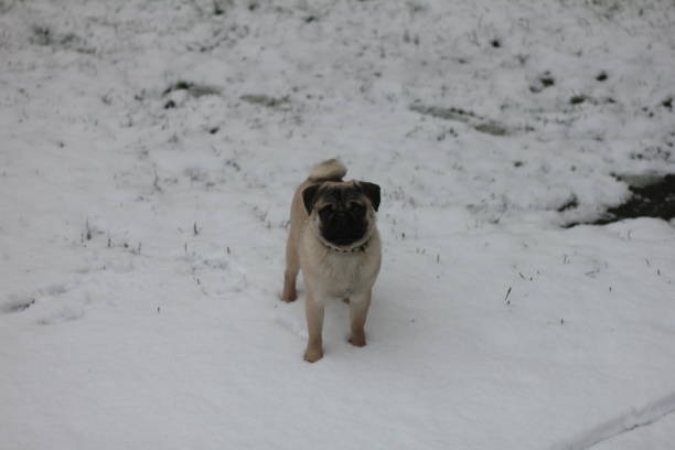 istock Cute pug in the snow 1221727910