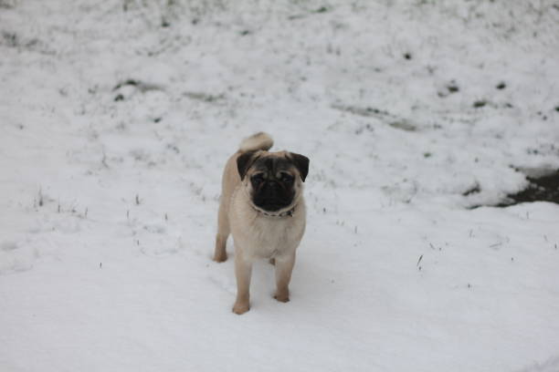 istock Cute pug in the snow 1221728044
