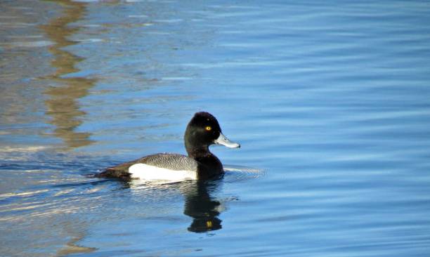 istock Black and White Water Fowl 1221728606