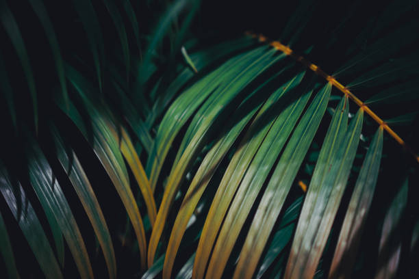 istock Selective focus closed up tropical summer green leaf dark tone background. 1221728640