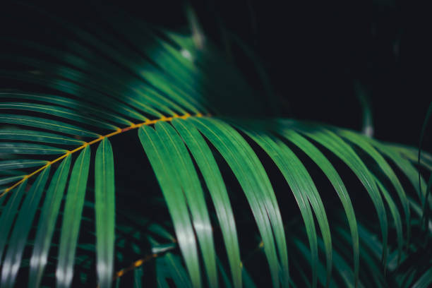 istock Selective focus closed up tropical summer green leaf dark tone background. 1221728657