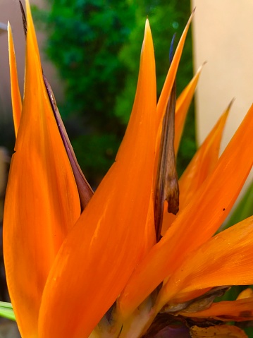 Closeup of a tropical plant