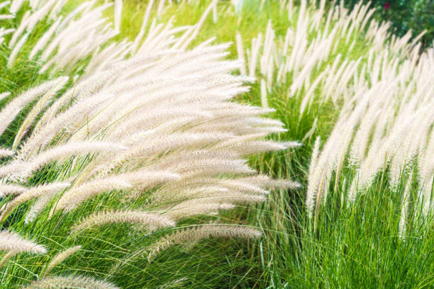istock Imperata cylindrica Beauv grass in nature 1221729696