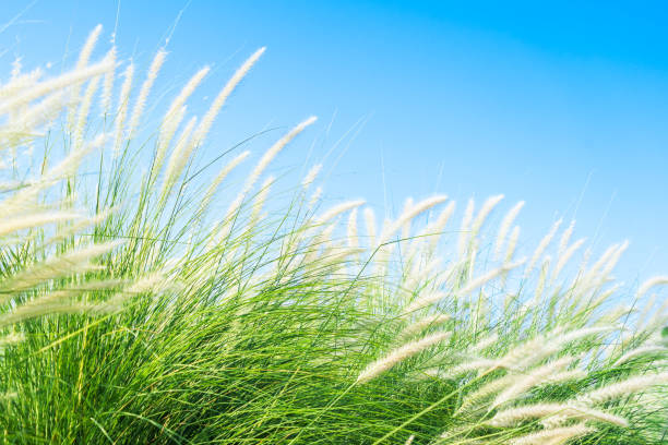 istock Fourtain grass in nature agent blue sky 1221729701
