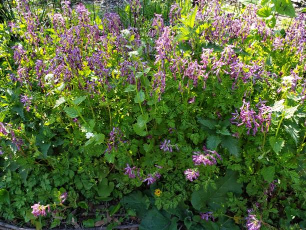 istock purple wildflowers in the grass 1221732307