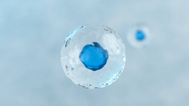 ilustração 3d de células humanas - human fertility artificial insemination embryo human egg - fotografias e filmes do acervo