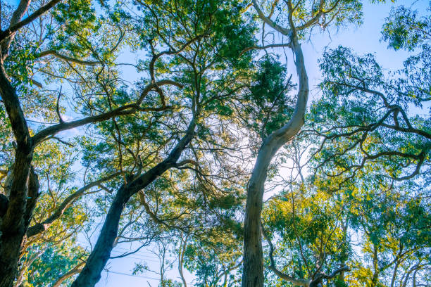 guardare gli alberi di eucalipto contro il cielo blu - sky blue woods park foto e immagini stock