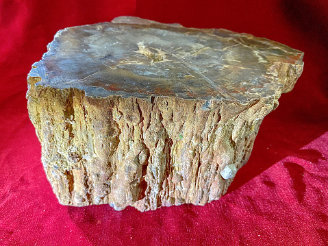 Close-up of a cross section of petrified wood against a red background