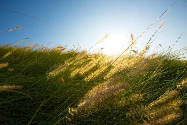 istock grass flowers and sunny blue sky background. 1221736771