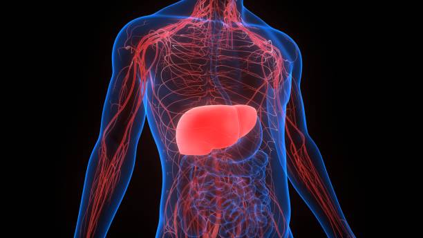 istock Human Internal Digestive Organ Liver Anatomy 1221737058
