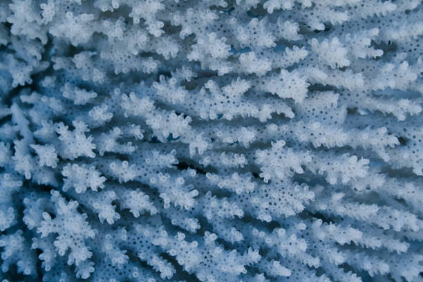 istock a group of white corals underwater 1221737840