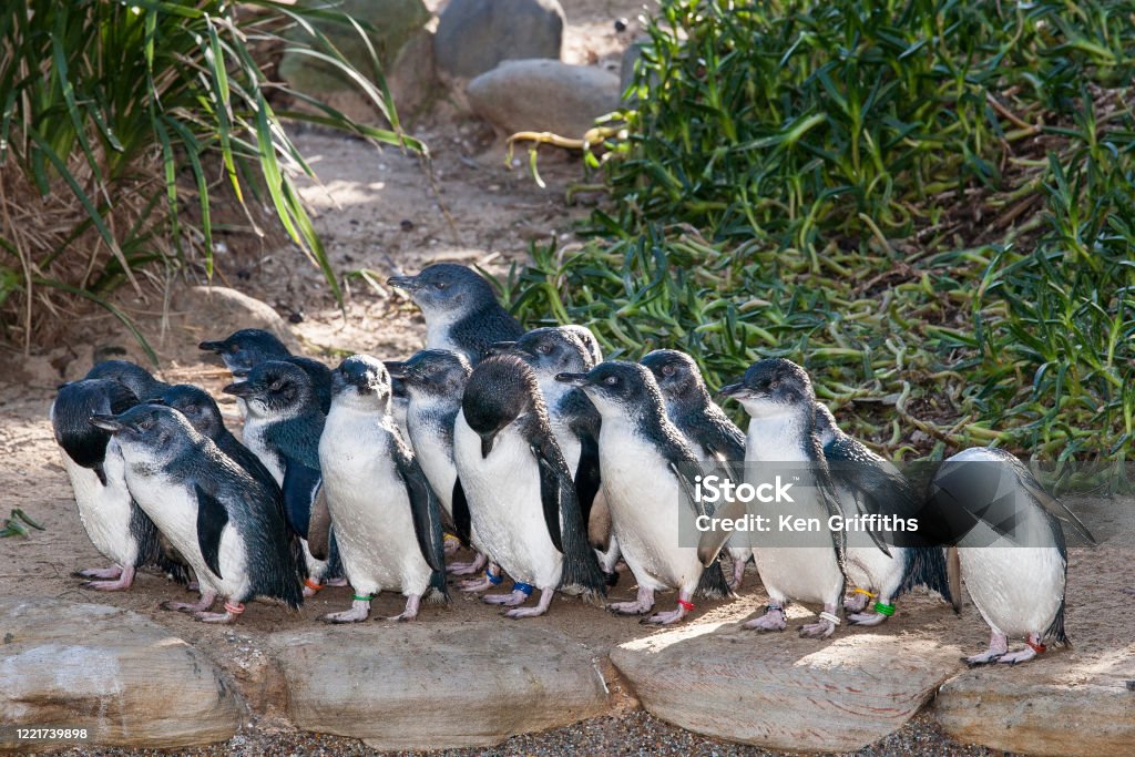 Little Penguins A group of Little Penguins showing colored leg bands at a zoo Australia Stock Photo