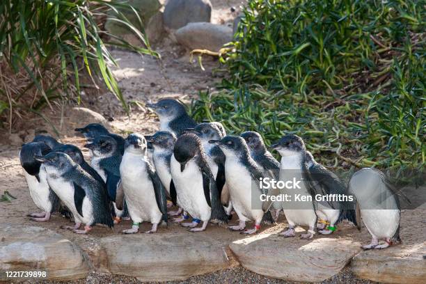 Little Penguins Stock Photo - Download Image Now - Australia, Penguin, Animals In Captivity