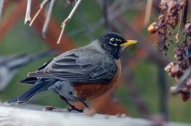 istock American Robin in the backyard in the springtime in Winnipeg, Manitoba 1221741182
