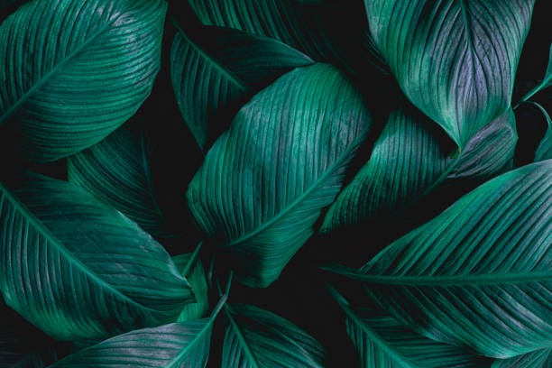 istock abstract green Spathiphyllum cannifolium leaf background 1221741849