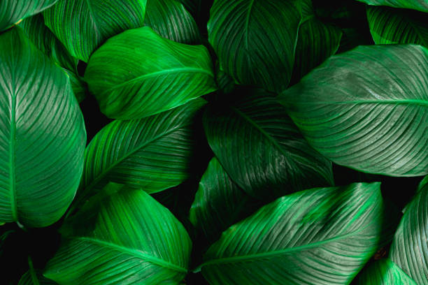 istock abstract green Spathiphyllum cannifolium leaf background 1221741850