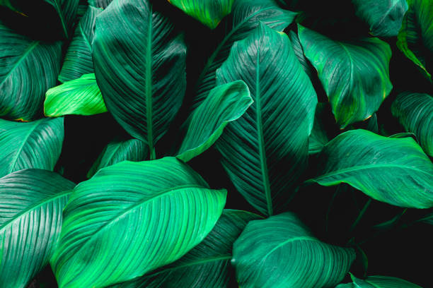 istock abstract green Spathiphyllum cannifolium leaf background 1221741864