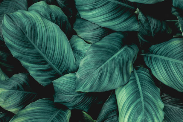 istock abstract green Spathiphyllum cannifolium leaf background 1221741895