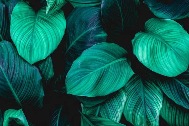 istock abstract green Spathiphyllum cannifolium leaf background 1221741898