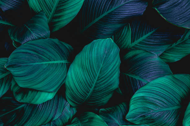 istock abstract green Spathiphyllum cannifolium leaf background 1221741949