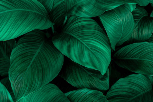 istock abstract green Spathiphyllum cannifolium leaf background 1221741990
