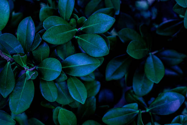 istock closeup nature view of green leaf texture, dark wallpaper concept 1221742017