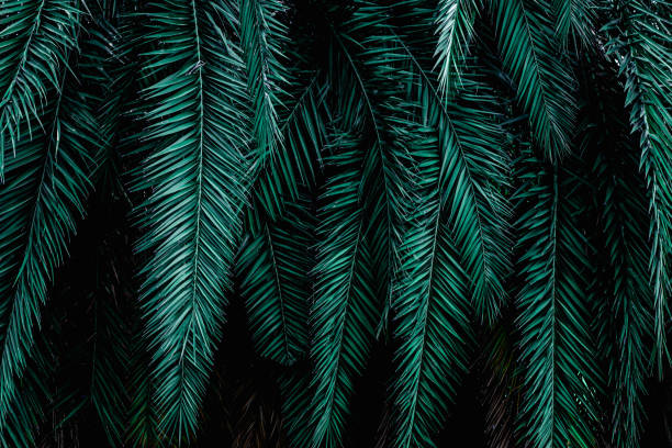 istock green leaves nature  background, closeup leaves texture 1221742075