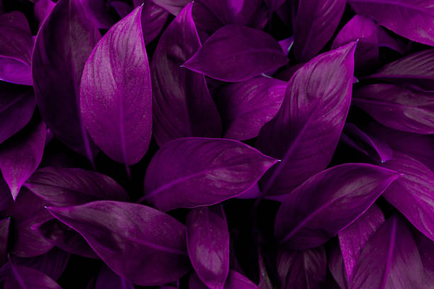 istock abstract purple leaf texture, nature dark tone background 1221742086