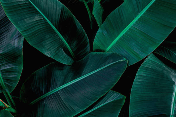 istock tropical banana leaf texture in garden 1221742159