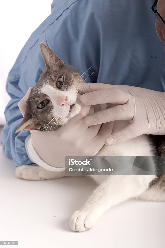 Veterinário examinar um gato - Royalty-free Adulto Foto de stock