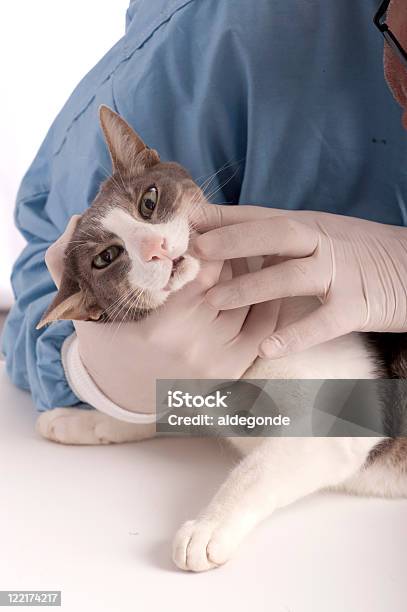 Veterinário Examinar Um Gato - Fotografias de stock e mais imagens de Adulto - Adulto, Adulto maduro, Azul