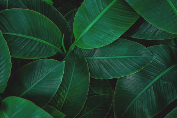 istock tropical banana leaf texture in garden 1221742201