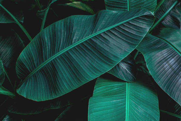istock tropical banana leaf texture in garden 1221742212