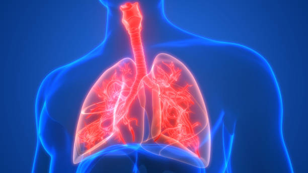 肺は、ヒト呼吸器系の解剖学3dレンダリングの一部 - human lung tuberculosis bacterium emphysema human trachea ストッ�クフォトと画像