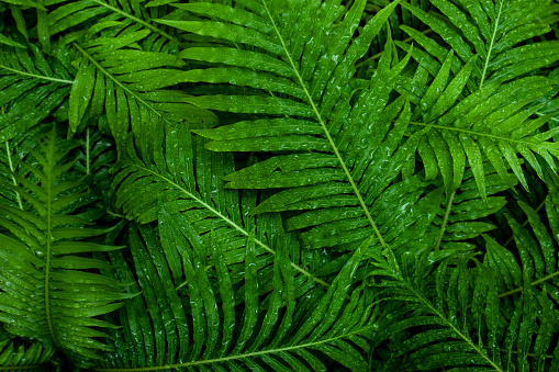 tropical leaves, abstract green fern  leaves pattern texture, nature background