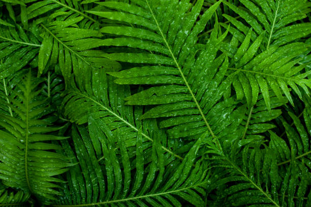 abstrato verde folhas textura padrão, fundo da natureza - fern stem bracken leaf - fotografias e filmes do acervo