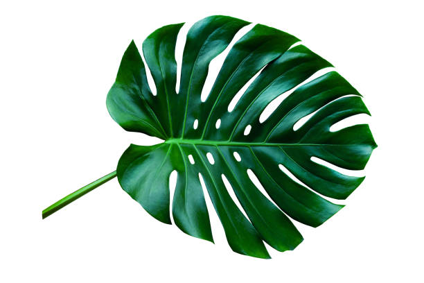 Beautiful Tropical Monstera leaf isolated on white background Beautiful Tropical Monstera leaf isolated on white background with clipping path for design elements, Flat lay cheese plant stock pictures, royalty-free photos & images