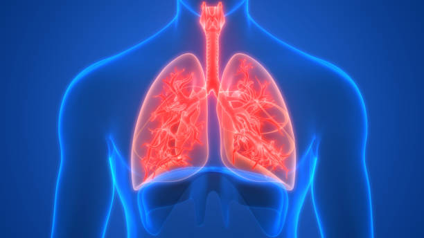 肺は、ヒト呼吸器系の解剖学3dレンダリングの一部 - human lung tuberculosis bacterium emphysema human trachea ストックフォトと画像