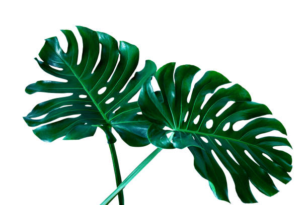 istock Beautiful Tropical Monstera leaf isolated on white background 1221742823