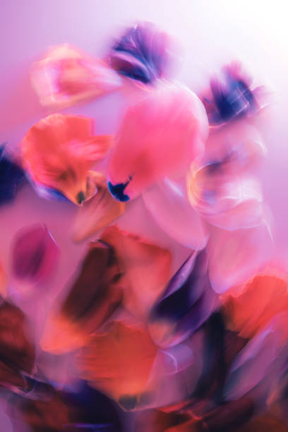 istock Colorful tulip flowers. 1221742929