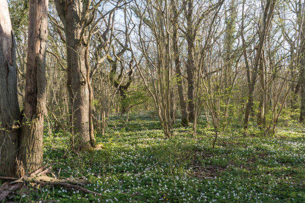 istock Ground covered with wood anemones in a forest 1221743776
