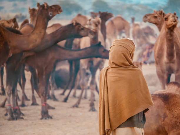 A Rajasthani camel trader with his herd at the Pushkar Camel Fair.