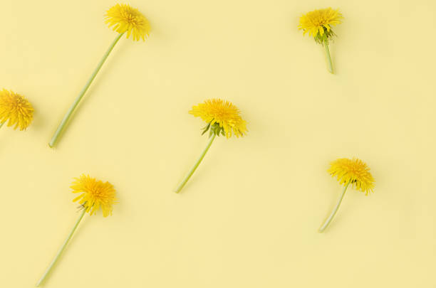 istock Dandelion flowers on stalk pattern on yellow paper background, spring season concept 1221744089