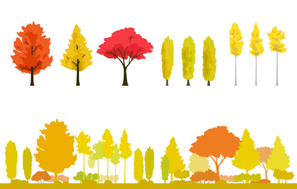 jesienne drzewa, żółty liść i jesienny zestaw krajobrazowy - elm tree autumn leaf tree stock illustrations