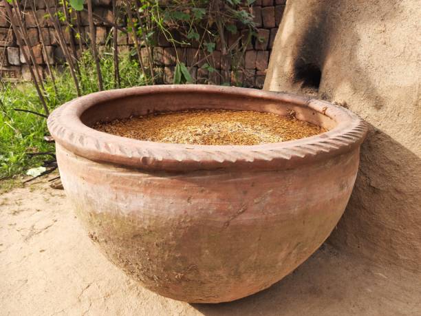 istock Paddy is soaked in water in an earthen pot. 1221744838
