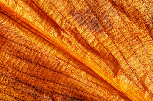 The surface texture of the leaves of a yellow plant without chlorophyll. Natural autumn leaf background. Leaf veins of a plant macro photo.