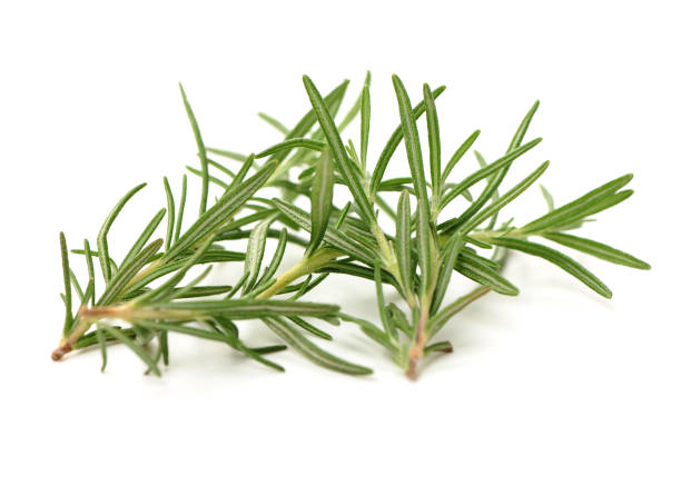 istock Branch of rosemary 1221746061